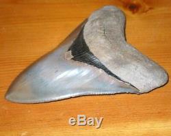 Huge 5.36 Fossil Aurora Lee Creek Megalodon Tooth No Repair Or Restoration