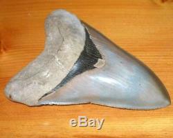 Huge 5.36 Fossil Aurora Lee Creek Megalodon Tooth No Repair Or Restoration