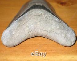 Huge 5.36 Fossil Aurora Lee Creek Megalodon Tooth No Repair Or Restoration