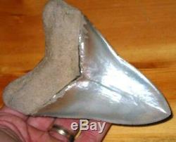 Huge 5.36 Fossil Aurora Lee Creek Megalodon Tooth No Repair Or Restoration