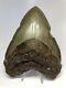 Huge 5.37 Amazing Megalodon Shark Tooth Fossil Rare Real 2893