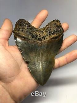 Huge 5.37 Amazing Megalodon Shark Tooth Fossil Rare REAL 2893