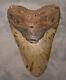 Huge 5 5/16 Megalodon Shark Tooth Teeth Fossil Extinct Jaw Meg Diver Megladon