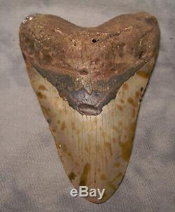 Huge 5 5/16 Megalodon Shark Tooth Teeth Fossil Extinct Jaw Meg Diver Megladon