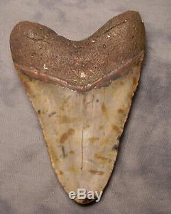 Huge 5 5/16 Megalodon Shark Tooth Teeth Fossil Extinct Jaw Meg Diver Megladon