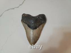 Huge 5.6 Beautiful Megalodon Fossil Shark Tooth Marine Dinosaur Light Restorati