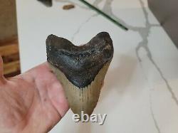 Huge 5.6 Beautiful Megalodon Fossil Shark Tooth Marine Dinosaur Light Restorati