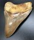 Huge 5.73 Indonesian Megalodon Fossil Shark Teeth, Awesome Real Tooth