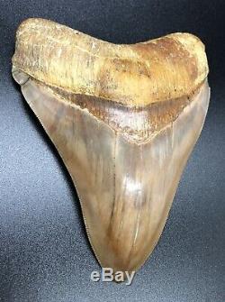 Huge 5.73 Indonesian MEGALODON Fossil Shark Teeth, awesome REAL tooth