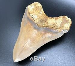 Huge 5.73 Indonesian MEGALODON Fossil Shark Teeth, awesome REAL tooth