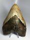 Huge 5.79 Real Megalodon Fossil Shark Tooth Rare Big 1864