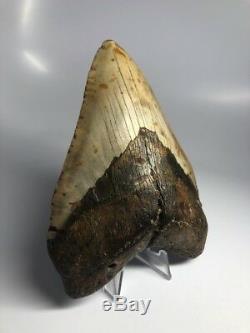 Huge 5.79 Real Megalodon Fossil Shark Tooth Rare Big 1864