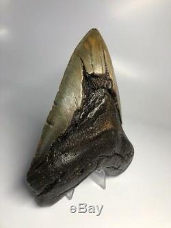 Huge 5.85 Rare Megalodon Fossil Shark Tooth Big Real! 2794