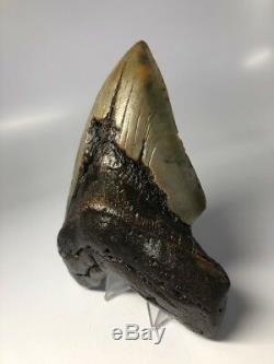 Huge 5.85 Rare Megalodon Fossil Shark Tooth Big Real! 2794