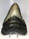 Huge 5.91 Real Megalodon Fossil Shark Tooth Rare Big 3529