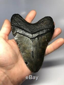 Huge 5.91 Real Megalodon Fossil Shark Tooth Rare Big 3529