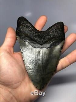Huge 5.95 Big Megalodon Fossil Shark Tooth Rare Real 3523