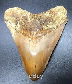 Huge 5.97 Indonesian MEGALODON Fossil Shark Teeth, awesome REAL tooth