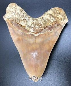 Huge 5.97 Indonesian MEGALODON Fossil Shark Teeth, awesome REAL tooth