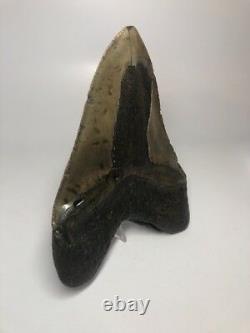 Huge 6.01 Real Megalodon Fossil Shark Tooth Rare Big 2359