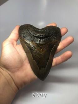 Huge 6.01 Real Megalodon Fossil Shark Tooth Rare Big 2359