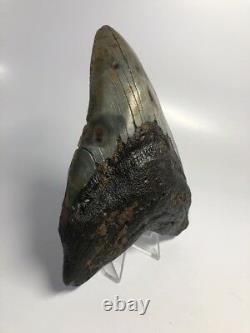 Huge 6.10 Big Megalodon Fossil Shark Tooth Rare Real 2315