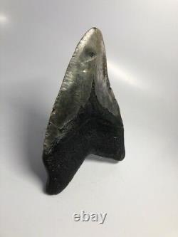 Huge 6.10 Big Megalodon Fossil Shark Tooth Rare Real 2315