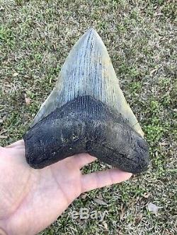 Huge 6.249 X 5.23 Wide Megalodon Shark Tooth 100% natural NO restoration
