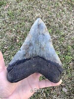 Huge 6.249 X 5.23 Wide Megalodon Shark Tooth 100% natural NO restoration