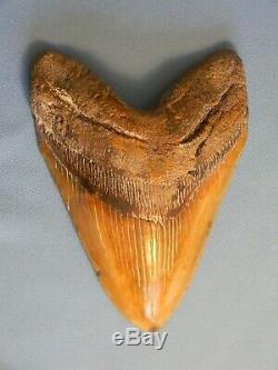 Huge 6 5/16 Inch Megalodon Shark Tooth Fossil