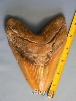 Huge 6 5/16 Inch Megalodon Shark Tooth Fossil