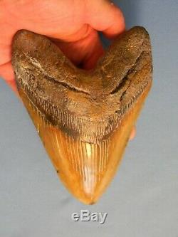 Huge 6 5/16 Inch Megalodon Shark Tooth Fossil