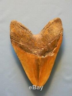 Huge 6 5/16 Inch Megalodon Shark Tooth Fossil