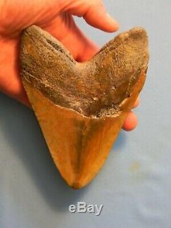 Huge 6 5/16 Inch Megalodon Shark Tooth Fossil