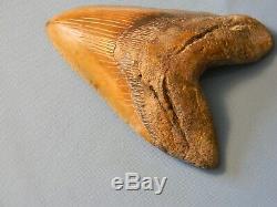 Huge 6 5/16 Inch Megalodon Shark Tooth Fossil