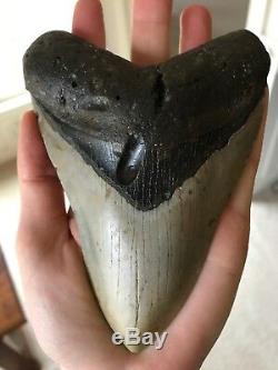 Huge 6 Inch Megalodon Shark Tooth Fossil Near Perfect Coloration