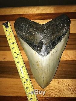 Huge 6 Inch Megalodon Shark Tooth Fossil Near Perfect Coloration