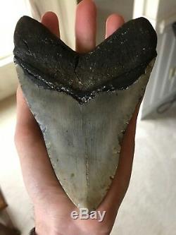 Huge 6 Inch Megalodon Shark Tooth Fossil Near Perfect Coloration