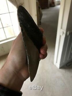 Huge 6 Inch Megalodon Shark Tooth Fossil Near Perfect Coloration