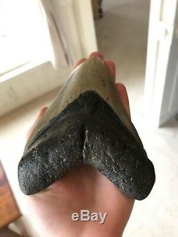 Huge 6 Inch Megalodon Shark Tooth Fossil Near Perfect Coloration