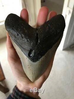 Huge 6 Inch Megalodon Shark Tooth Fossil Near Perfect Coloration