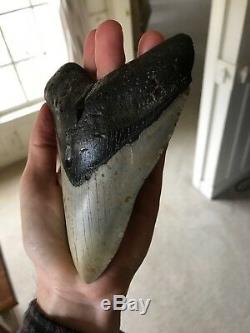 Huge 6 Inch Megalodon Shark Tooth Fossil Near Perfect Coloration