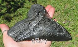 Huge! 6'' Inch Megalodon Sharks Tooth No Restorations Fossil Sharks Tooth