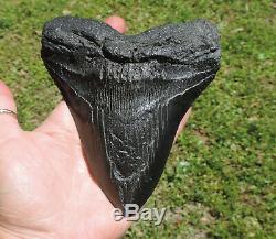 Huge! 6'' Inch Megalodon Sharks Tooth No Restorations Fossil Sharks Tooth