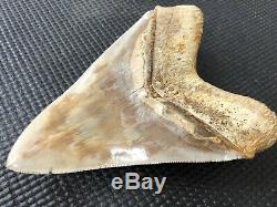 Huge 6 Indonesian MEGALODON Fossil Shark Teeth, awesome REAL tooth