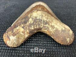 Huge 6 Indonesian MEGALODON Fossil Shark Teeth, awesome REAL tooth