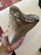 Huge Almost 6 Inch Indonesian Megalodon Shark Tooth 100% Natural