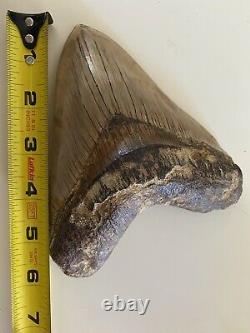 Huge Almost 6 Inch Indonesian Megalodon Shark Tooth 100% NATURAL