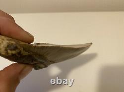 Huge Almost 6 Inch Indonesian Megalodon Shark Tooth 100% NATURAL