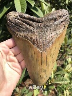 Huge Beautiful 6.76 Megalodon Tooth Fossil Shark Teeth Weighs Over 1 Pound